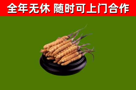 金阳回收冬虫夏草