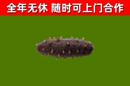 金阳回收海参干